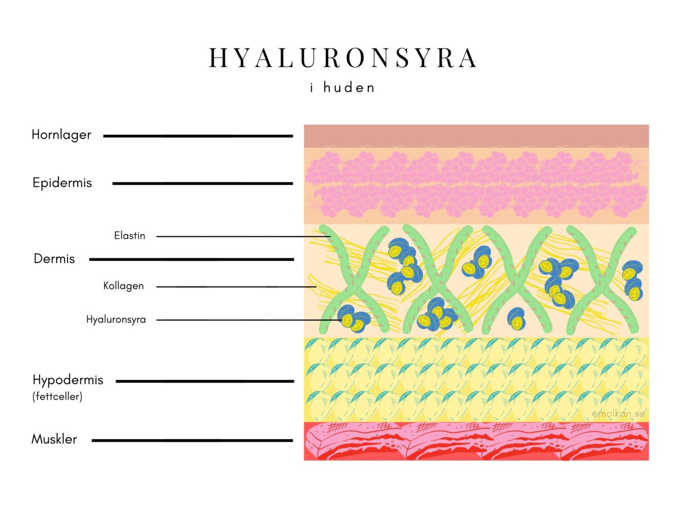 hyaluronsyra
